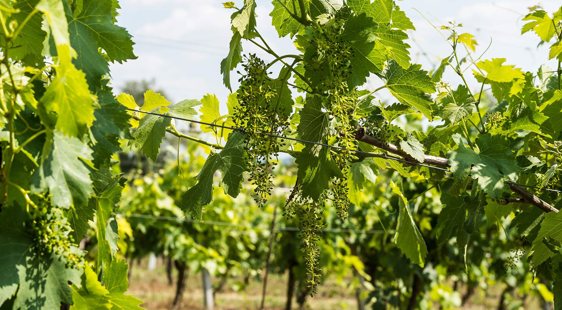 Viti della Cascina Giachino, Murisengo